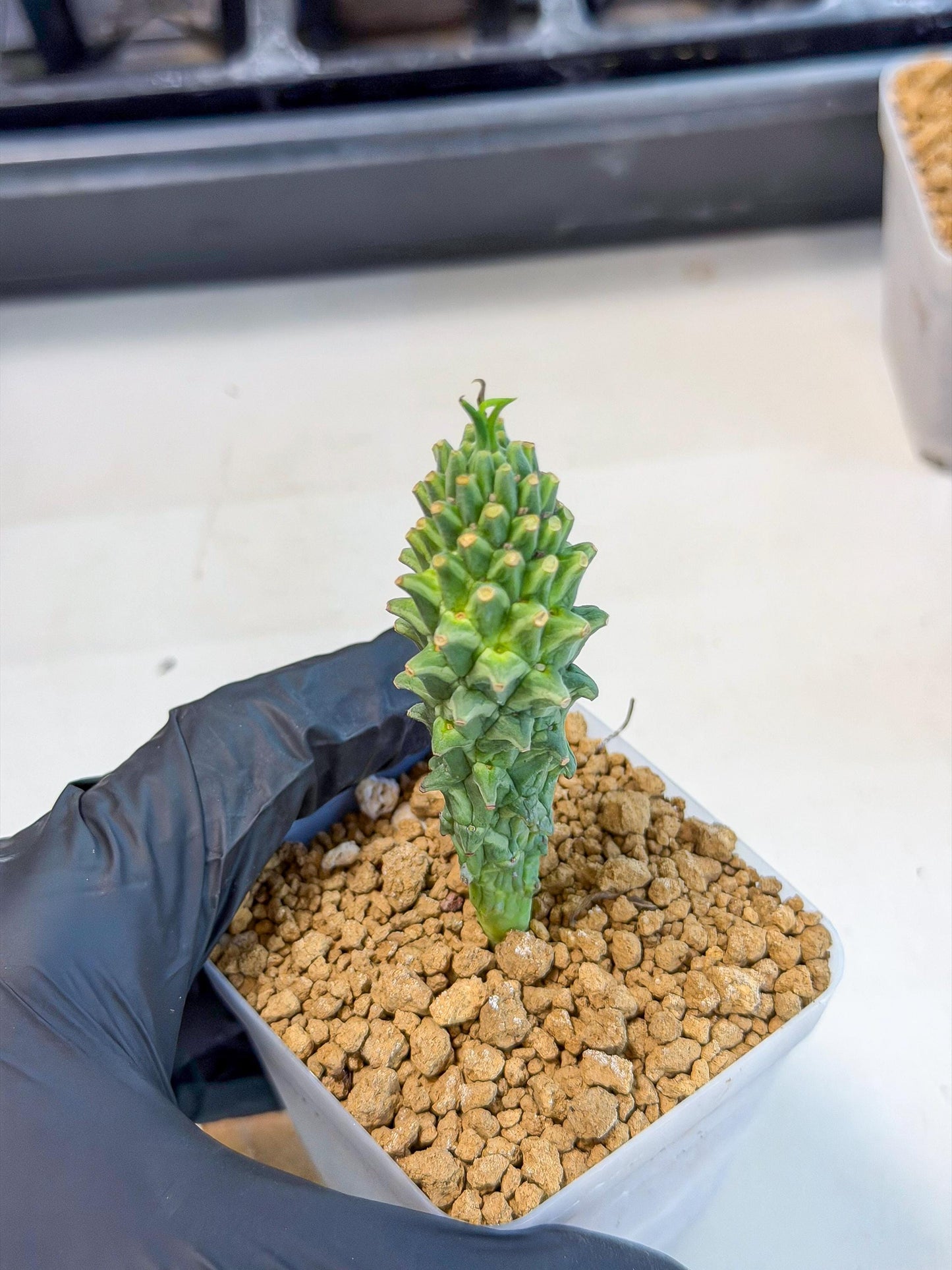 Rare Clandestina (2) | Indoor Plant