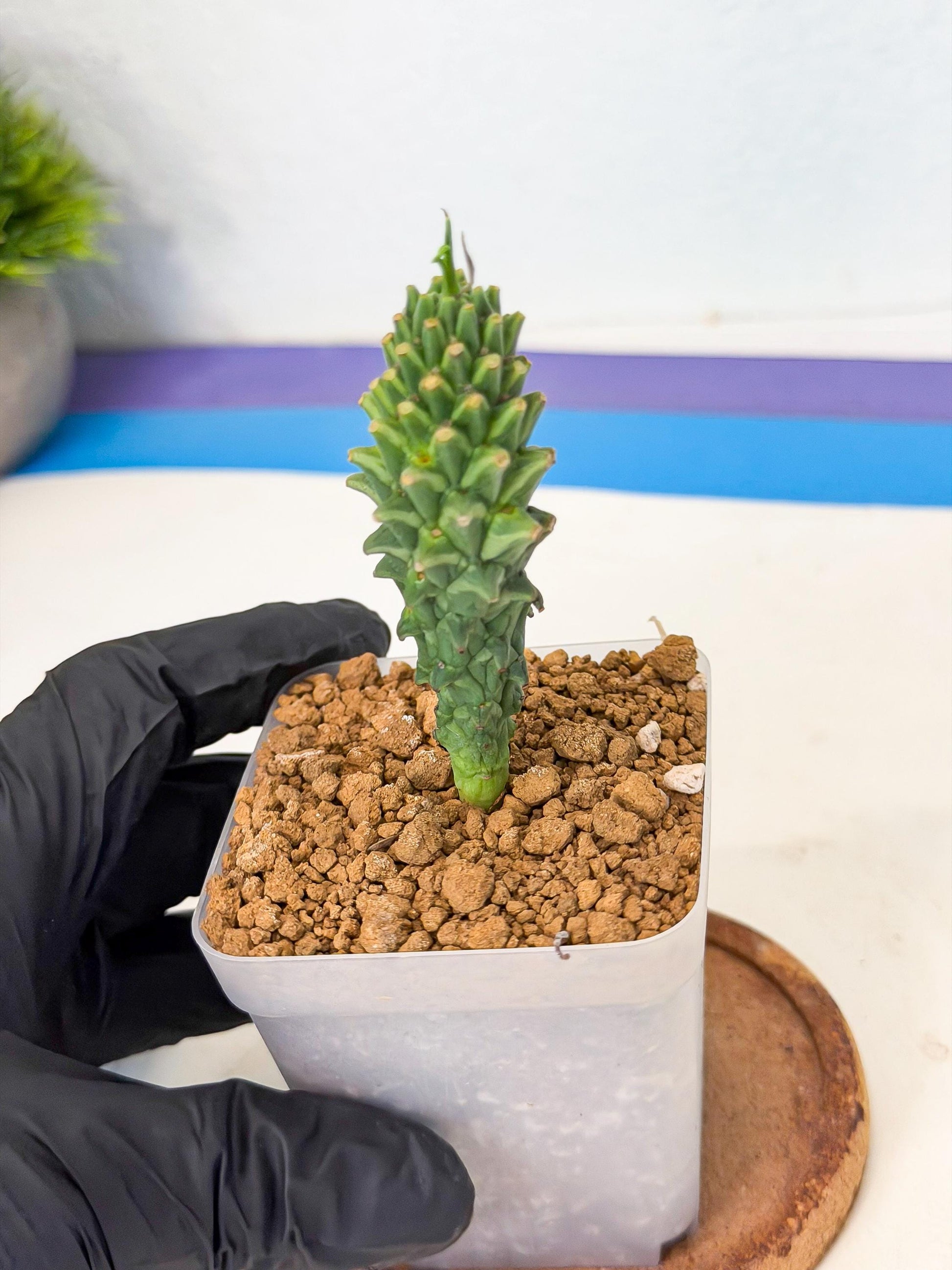 Rare Clandestina (2) | Indoor Plant