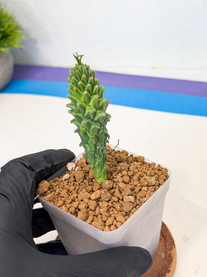 Rare Clandestina (2) | Indoor Plant