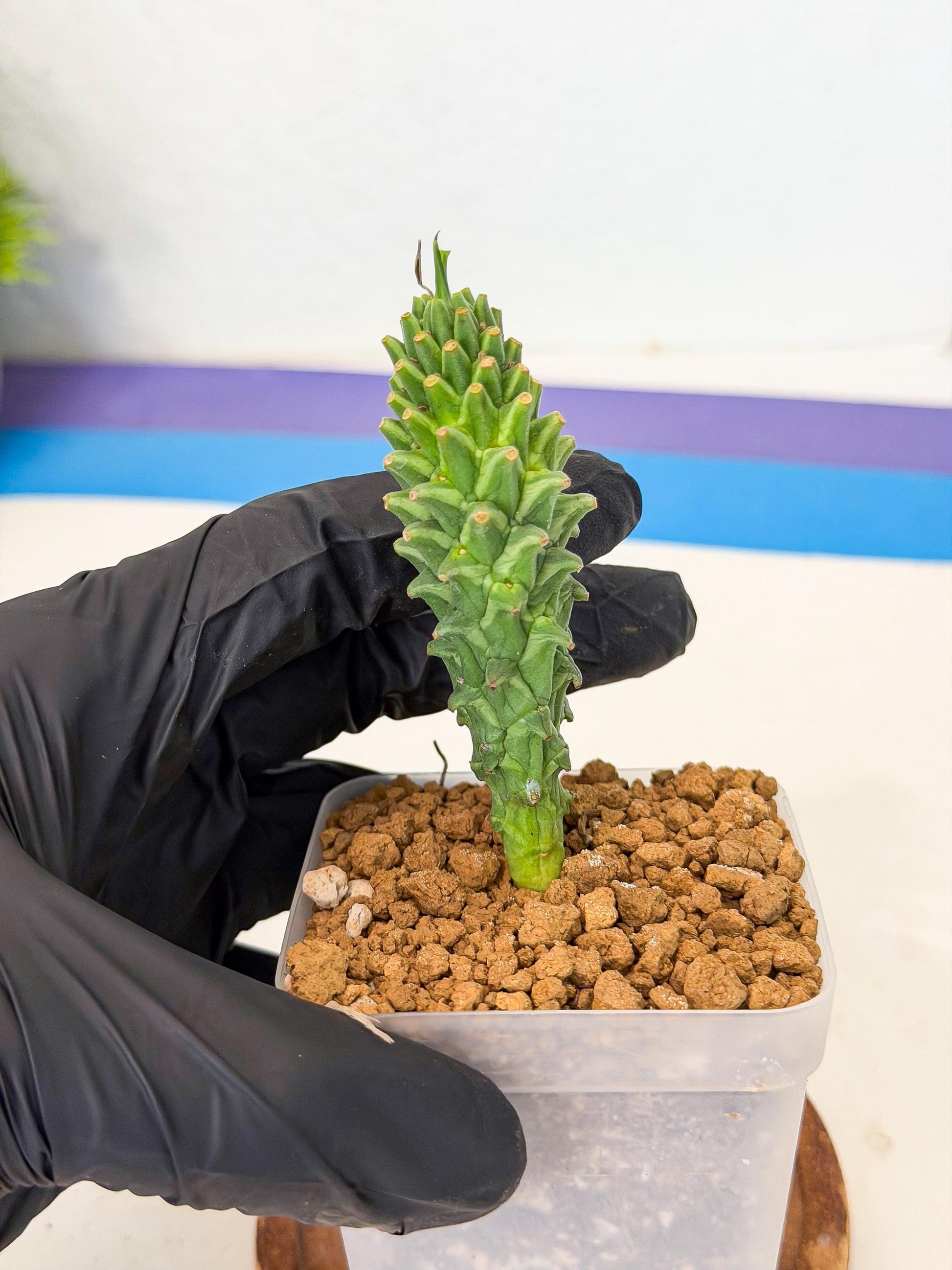 Rare Clandestina (2) | Indoor Plant