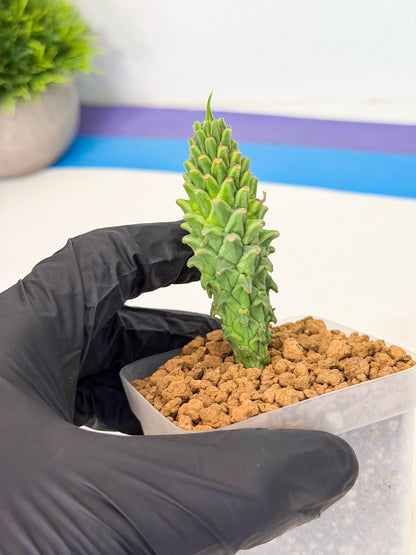 Rare Clandestina (3) | Indoor Plant