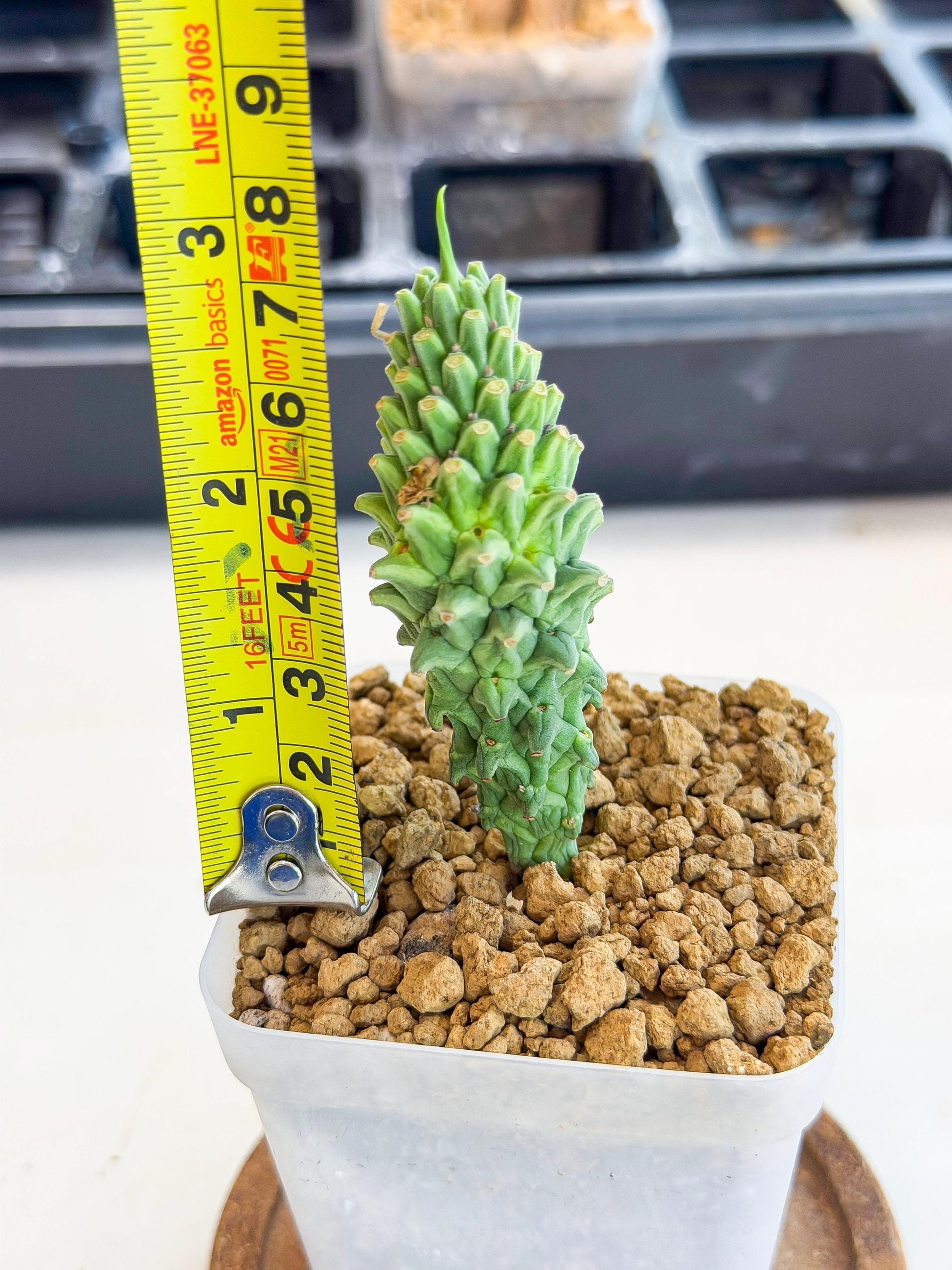 Rare Clandestina (3) | Indoor Plant