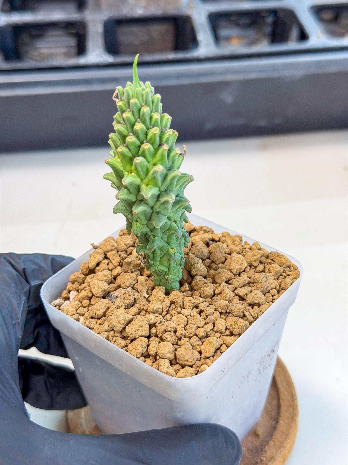 Rare Clandestina (3) | Indoor Plant