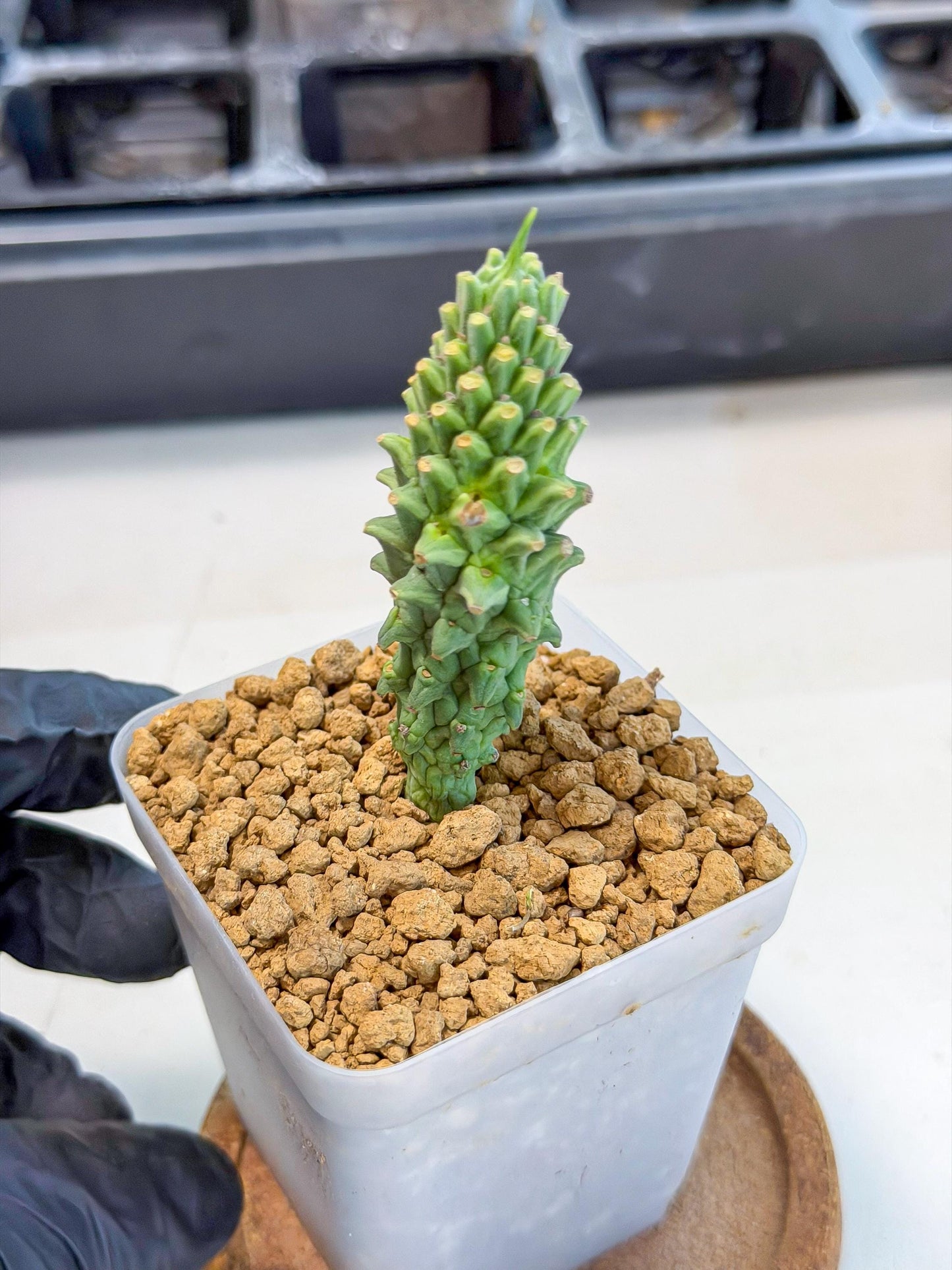Rare Clandestina (3) | Indoor Plant