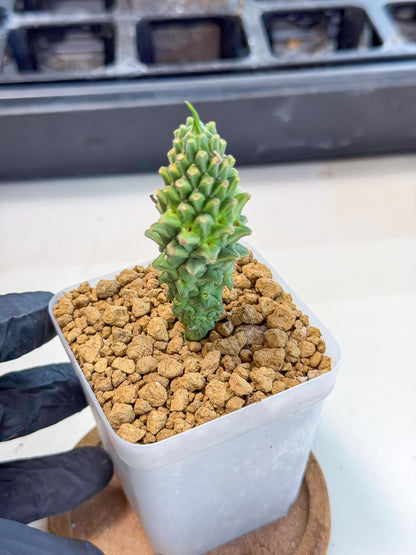 Rare Clandestina (3) | Indoor Plant