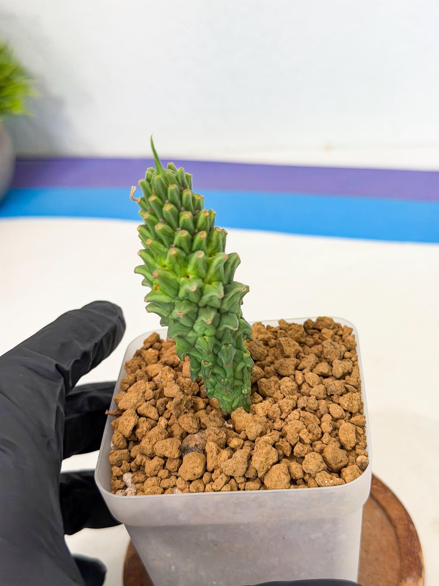 Rare Clandestina (3) | Indoor Plant
