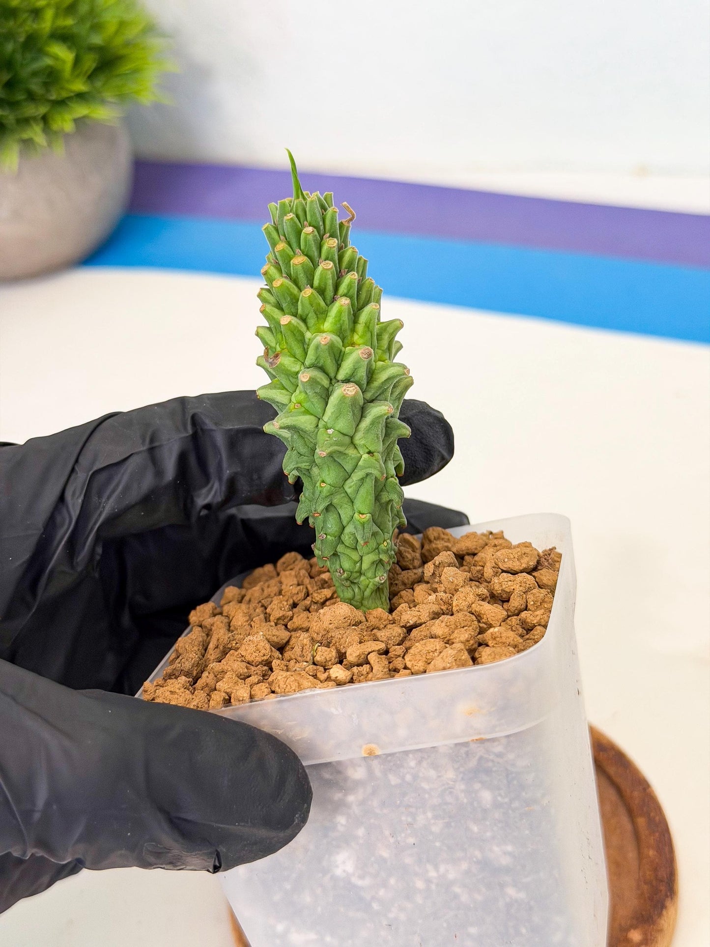 Rare Clandestina (3) | Indoor Plant