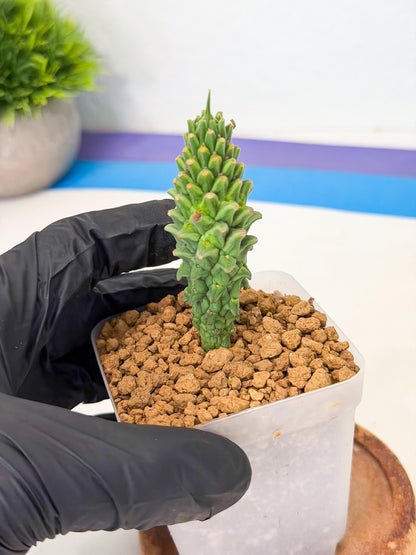 Rare Clandestina (3) | Indoor Plant