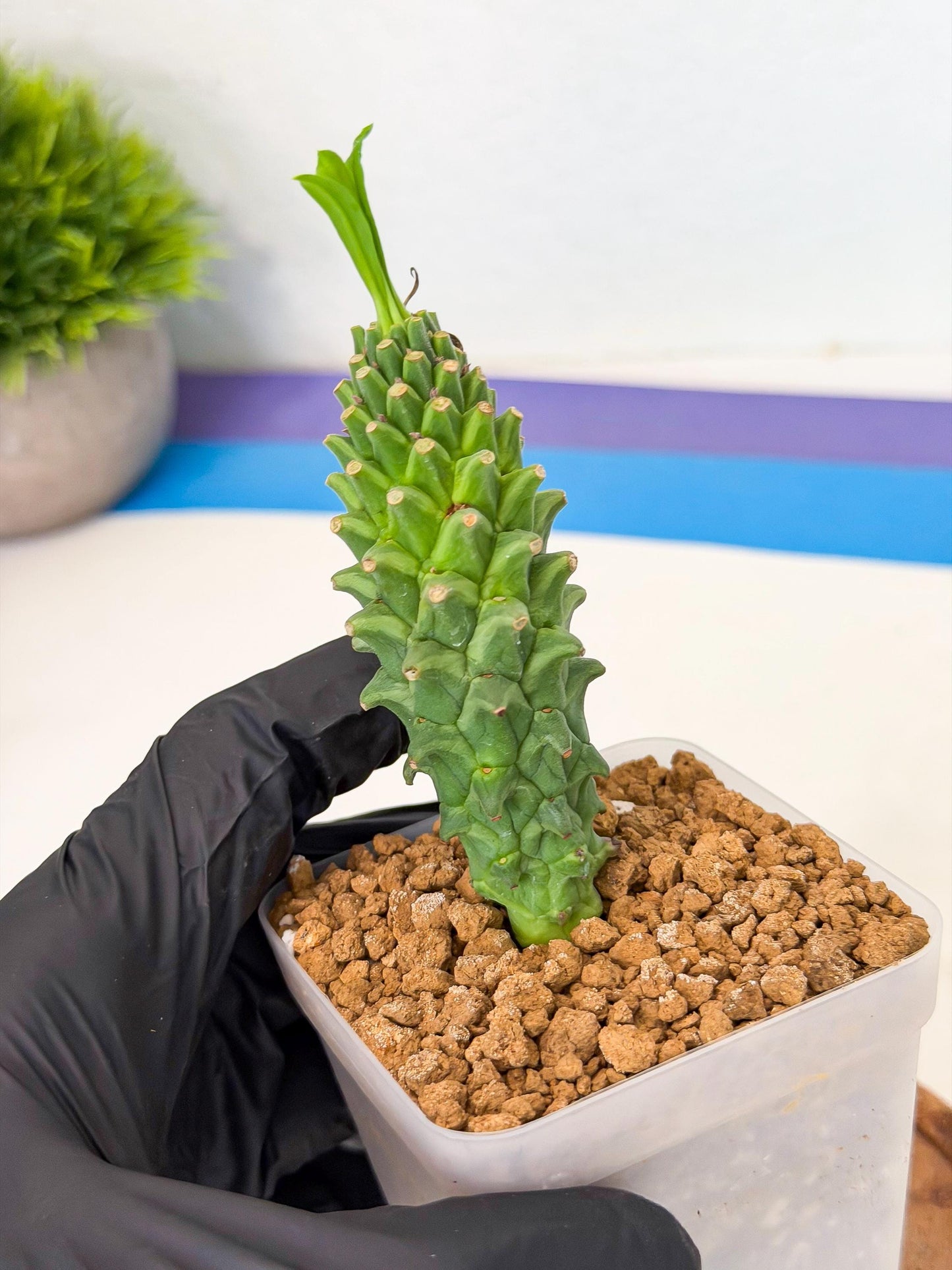 Rare Clandestina (4) | Indoor Plant