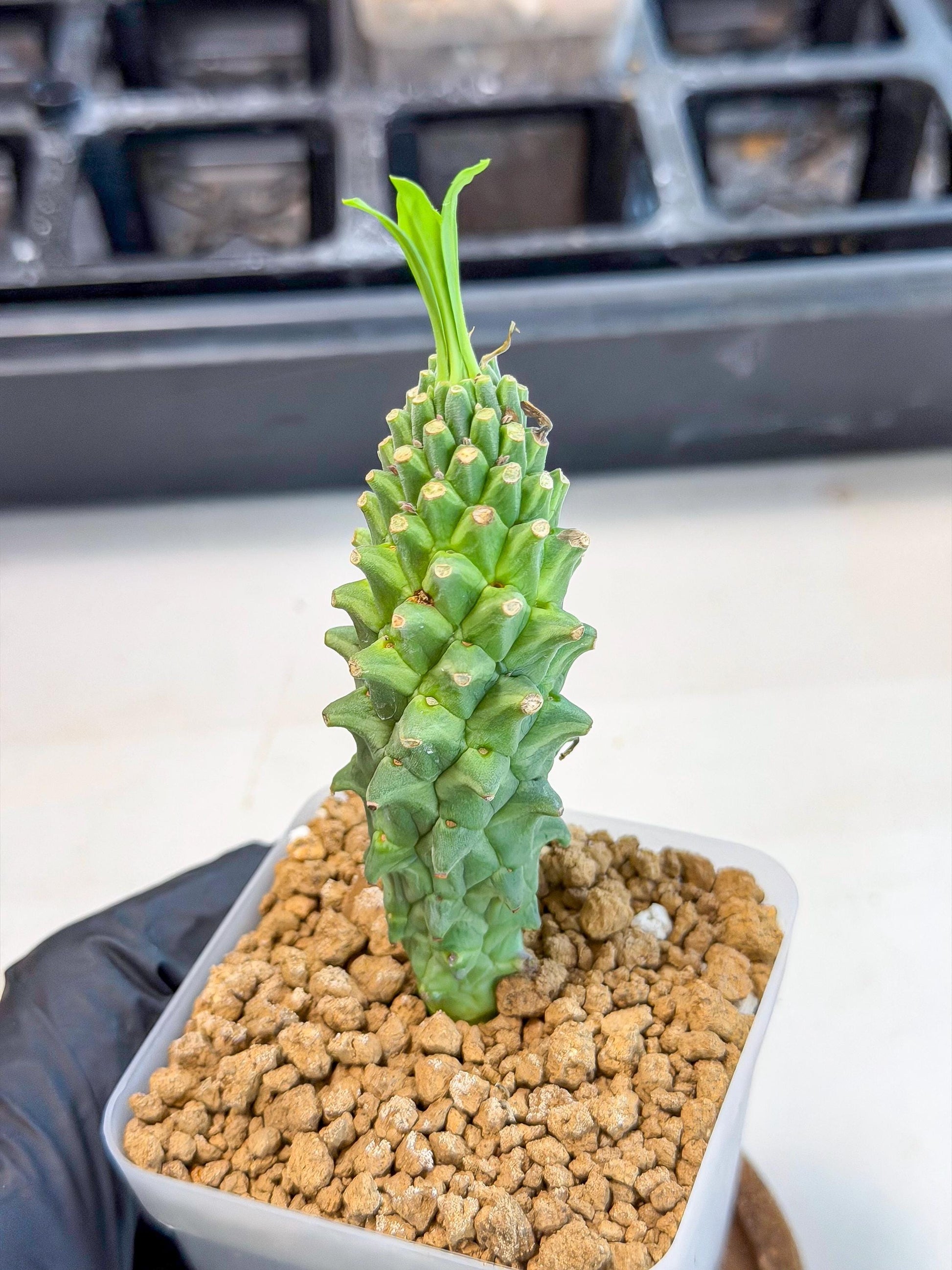 Rare Clandestina (4) | Indoor Plant