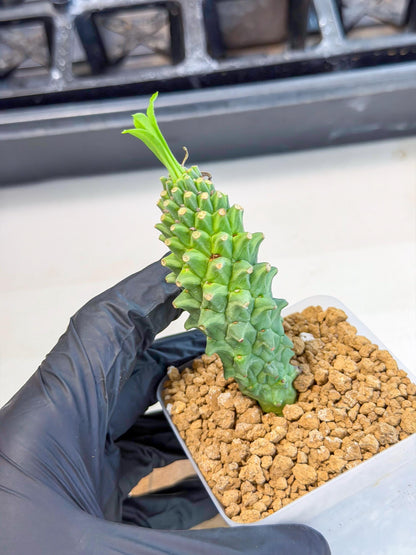Rare Clandestina (4) | Indoor Plant