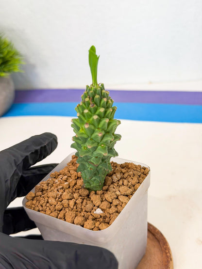 Rare Clandestina (4) | Indoor Plant