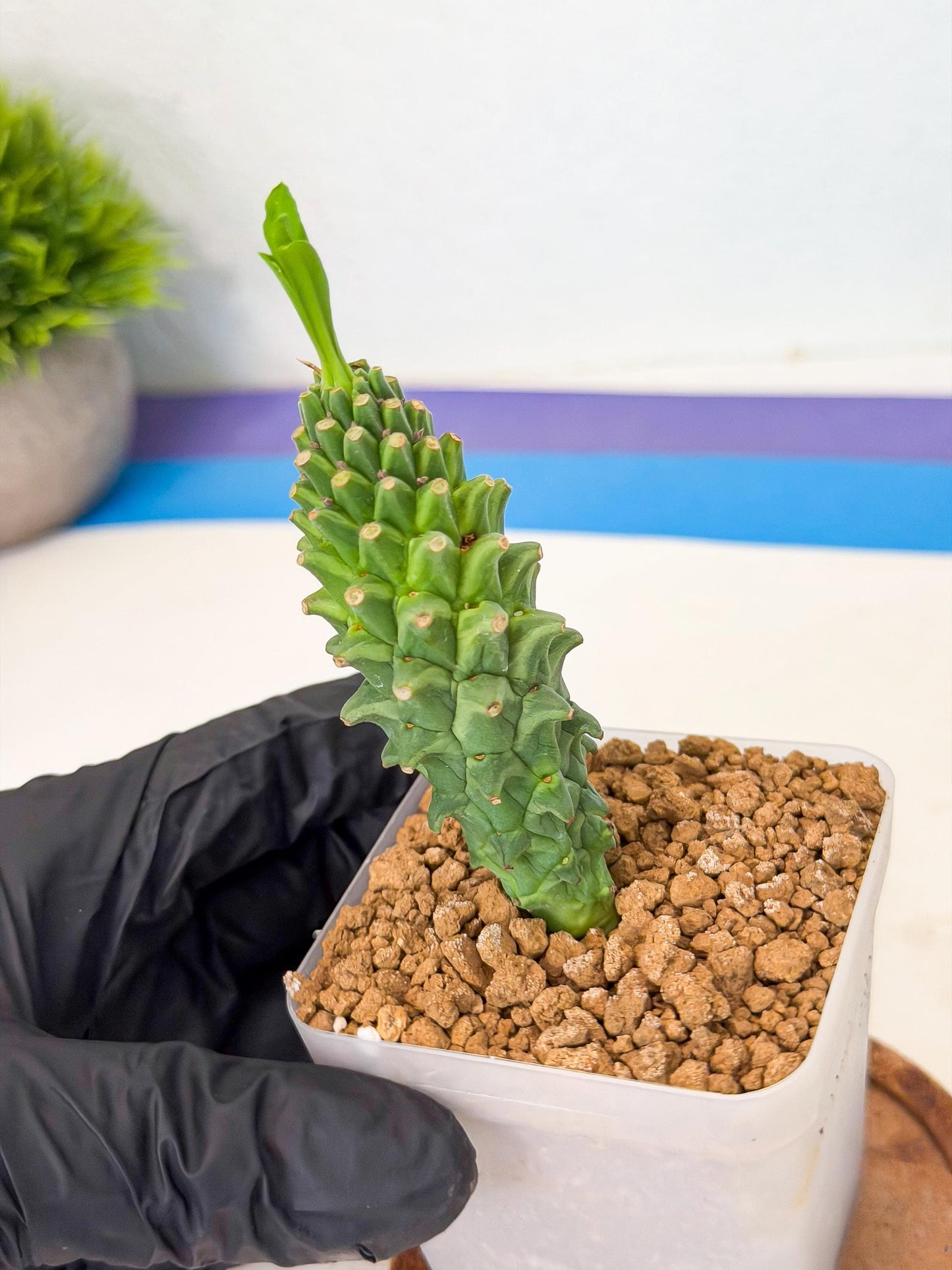 Rare Clandestina (4) | Indoor Plant