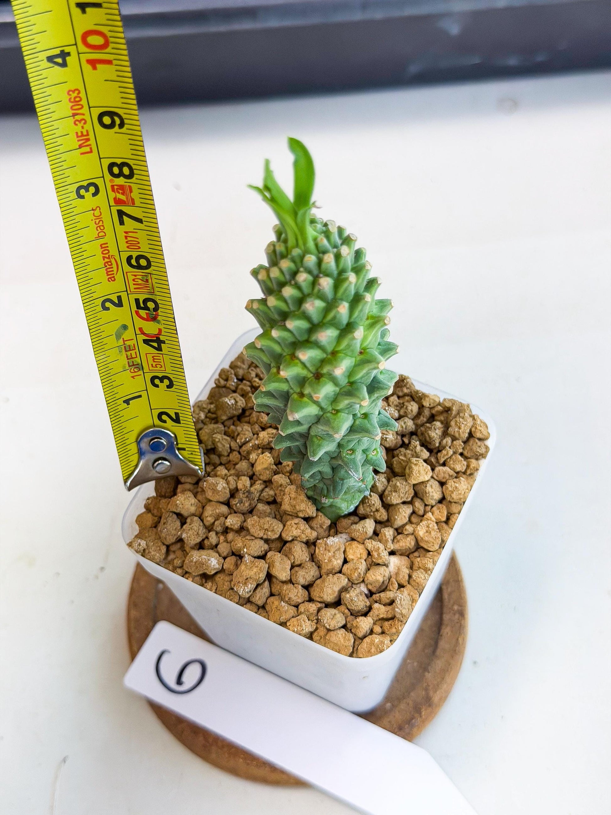 Rare Clandestina (6) | Indoor Plant
