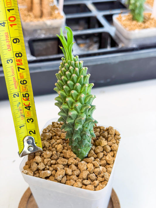 Rare Clandestina (6) | Indoor Plant