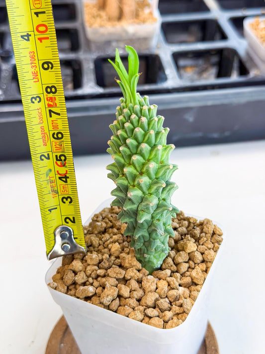 Rare Clandestina (6) | Indoor Plant