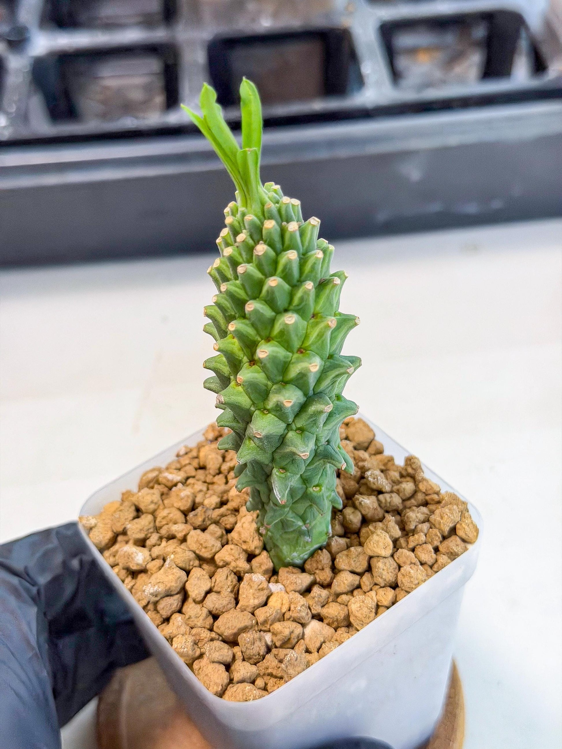 Rare Clandestina (6) | Indoor Plant
