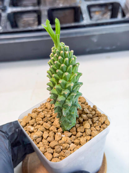 Rare Clandestina (6) | Indoor Plant