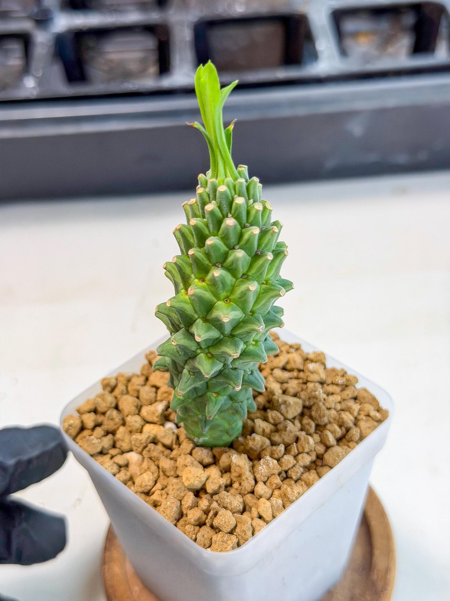 Rare Clandestina (6) | Indoor Plant