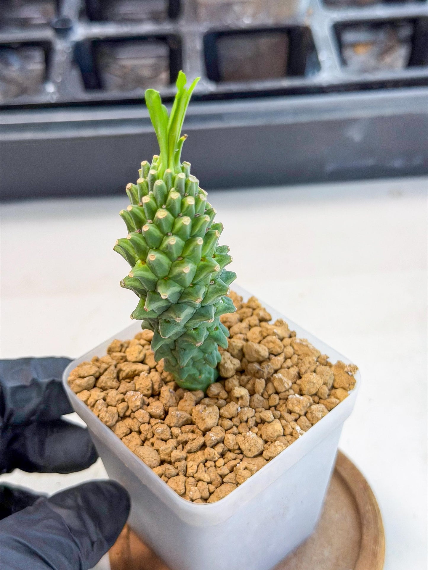 Rare Clandestina (6) | Indoor Plant