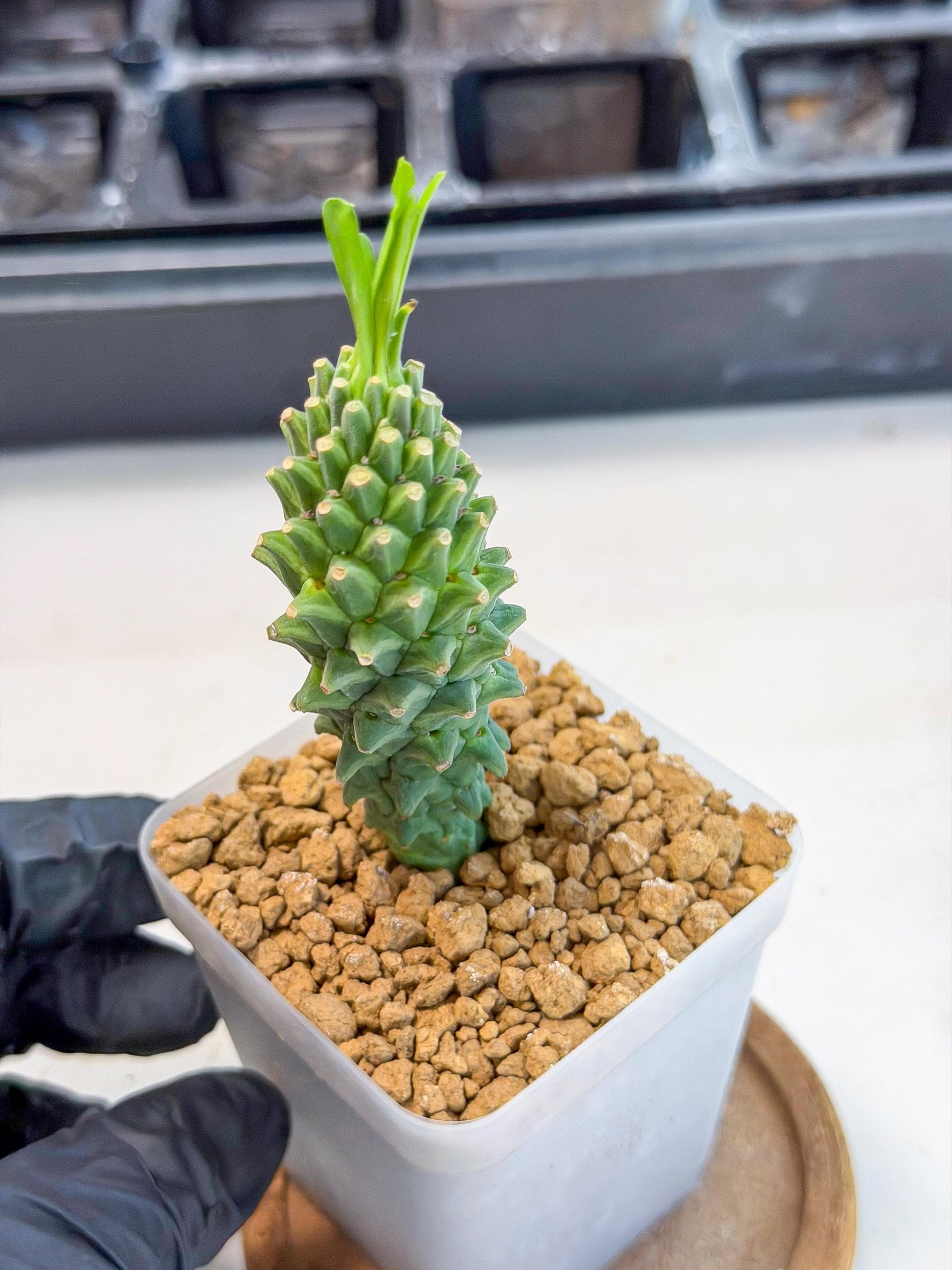 Rare Clandestina (6) | Indoor Plant