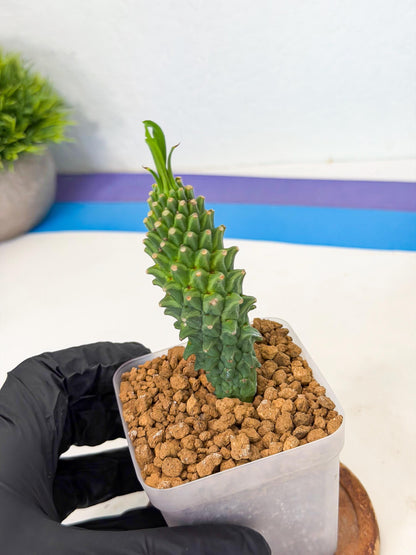 Rare Clandestina (6) | Indoor Plant