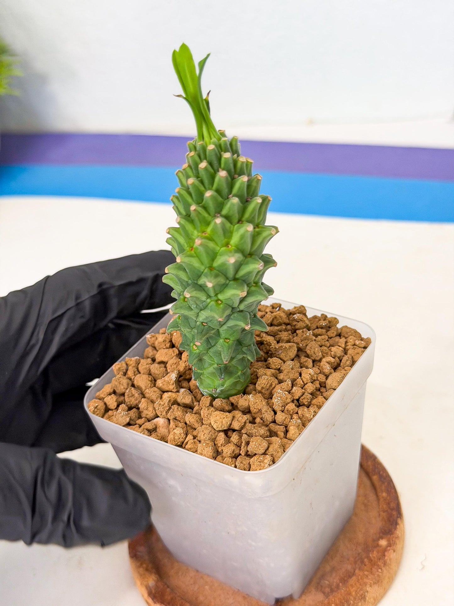 Rare Clandestina (6) | Indoor Plant