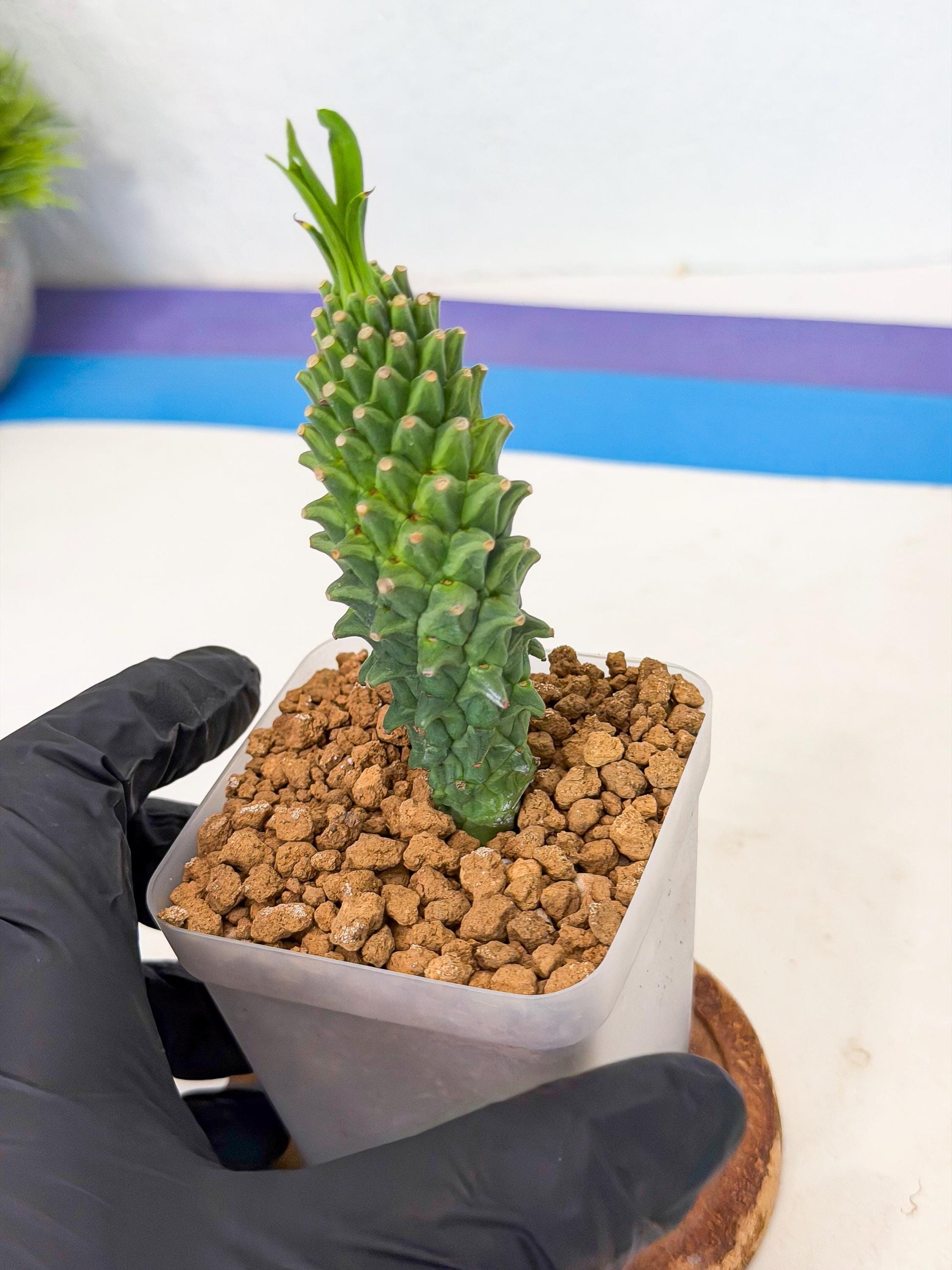 Rare Clandestina (6) | Indoor Plant