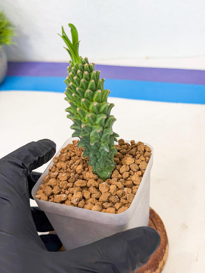 Rare Clandestina (6) | Indoor Plant