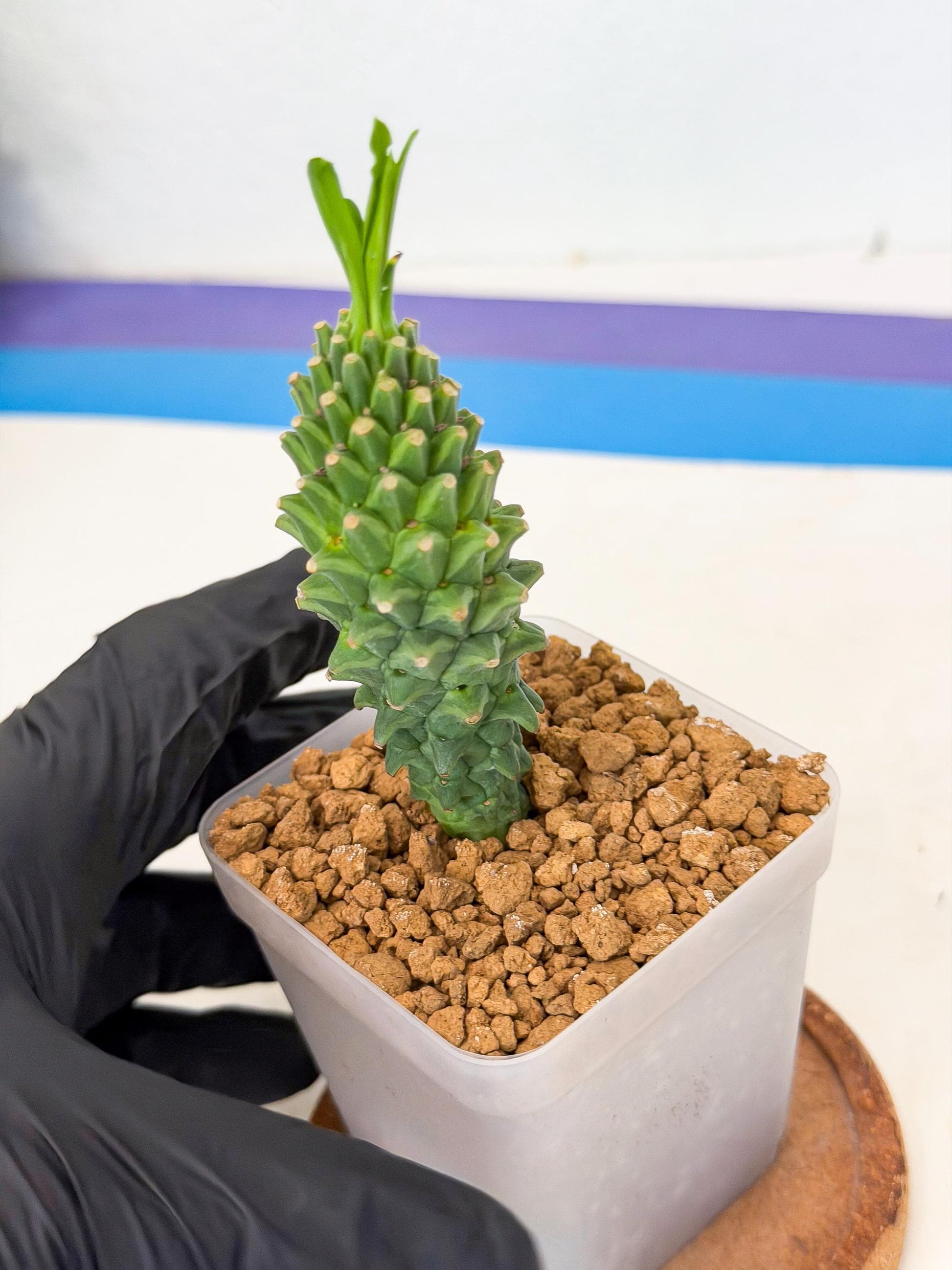 Rare Clandestina (6) | Indoor Plant