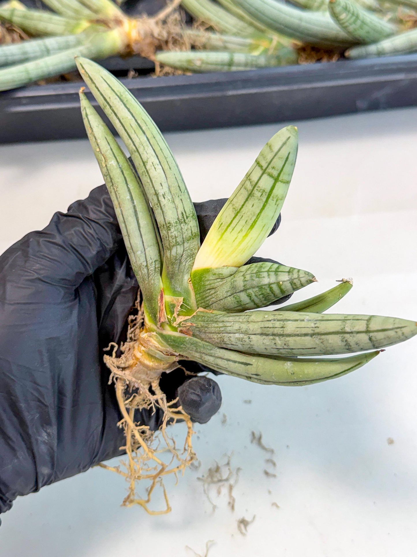 Sansevieria Silver Giant (o1) | Indoor Snake Plant