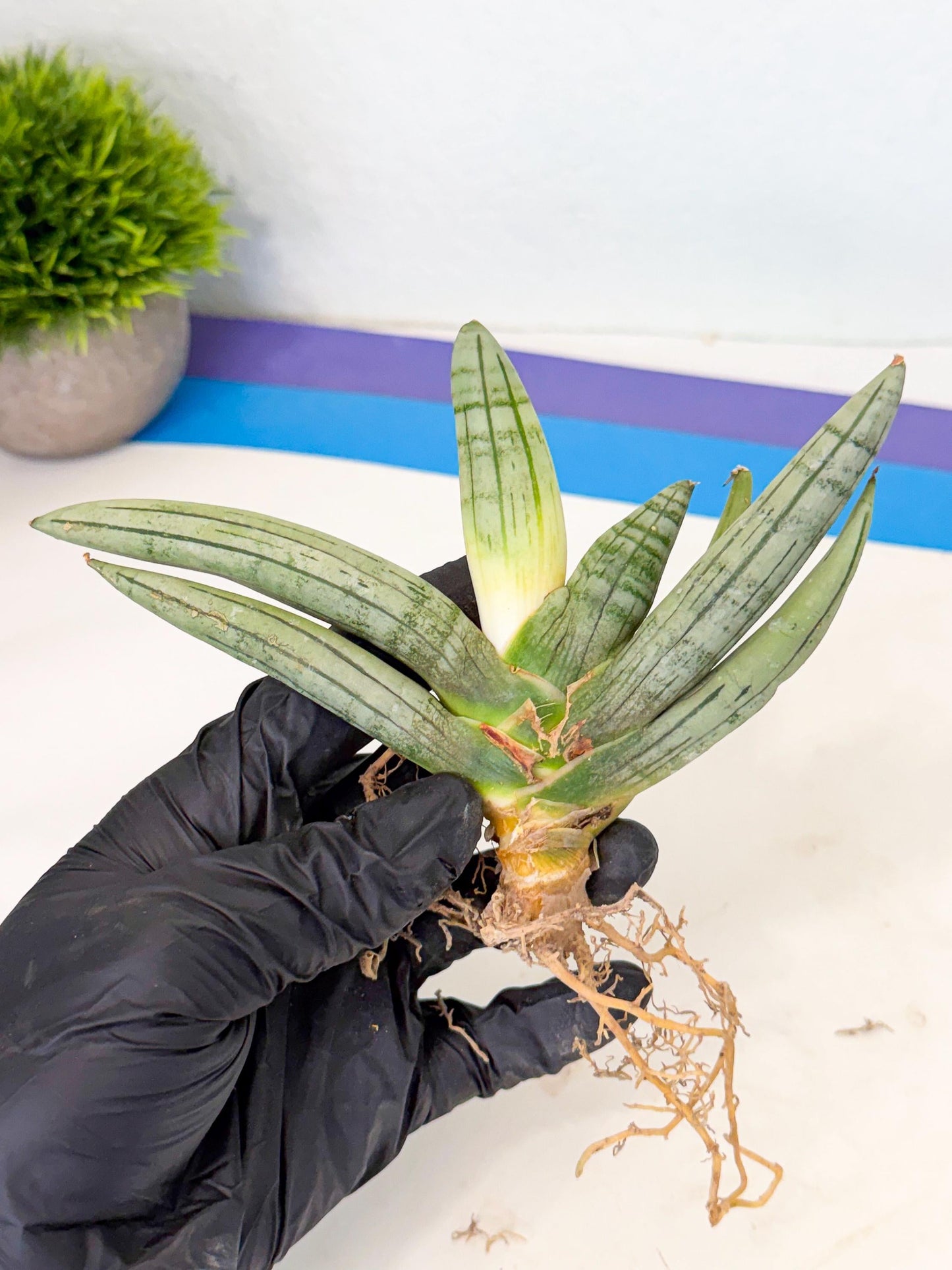Sansevieria Silver Giant (o1) | Indoor Snake Plant