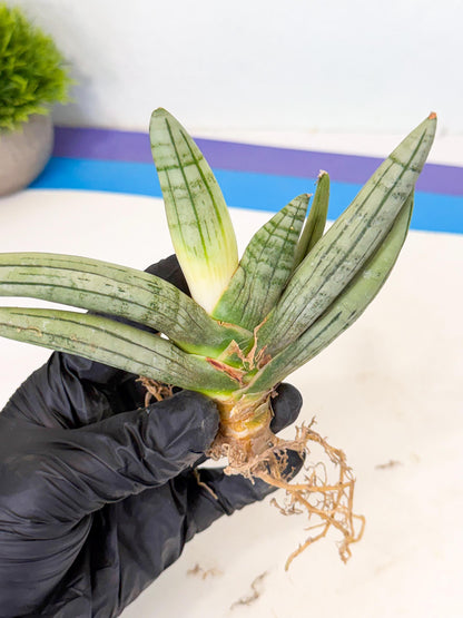 Sansevieria Silver Giant (o1) | Indoor Snake Plant