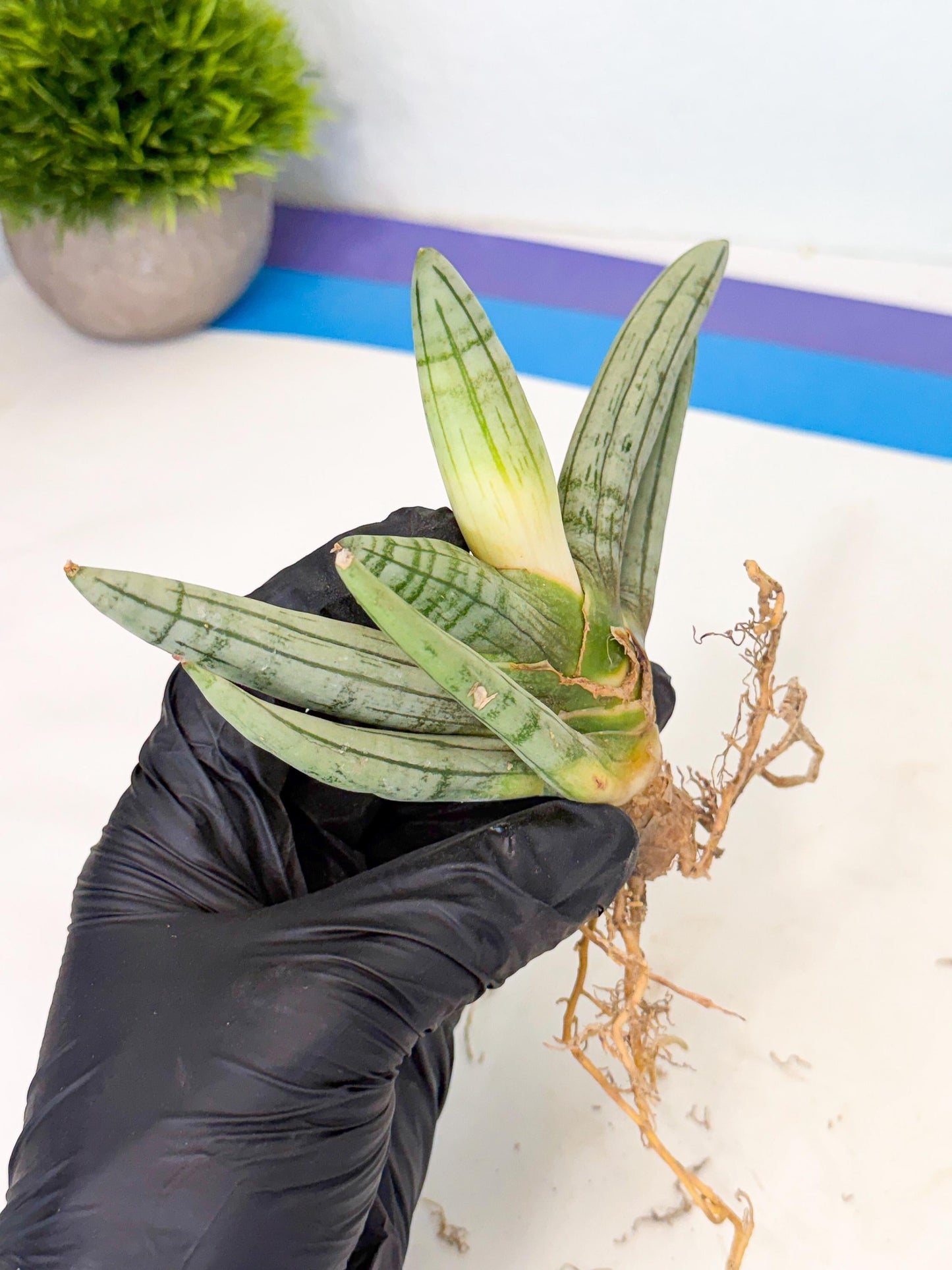 Sansevieria Silver Giant (o1) | Indoor Snake Plant