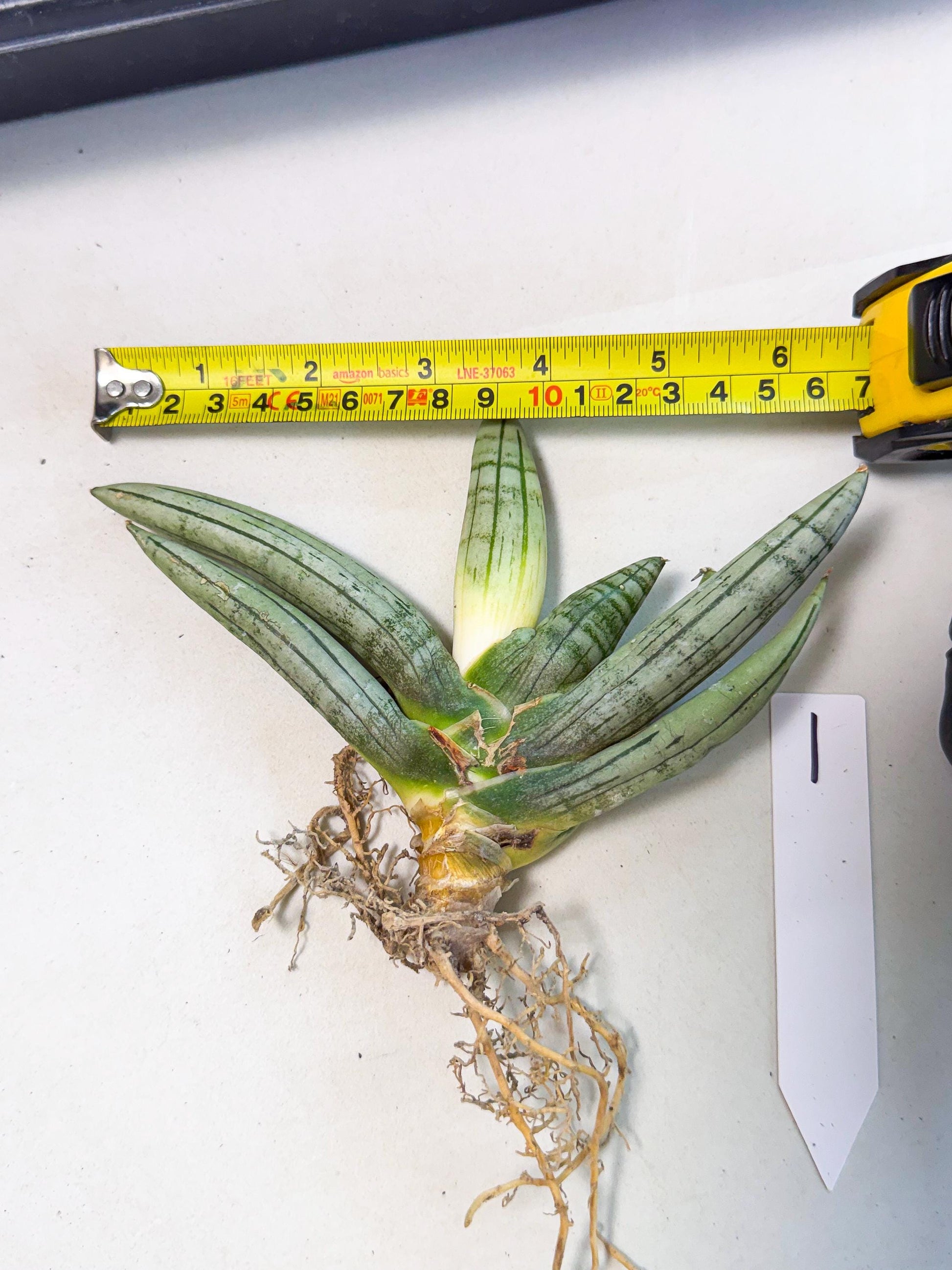 Sansevieria Silver Giant (o1) | Indoor Snake Plant