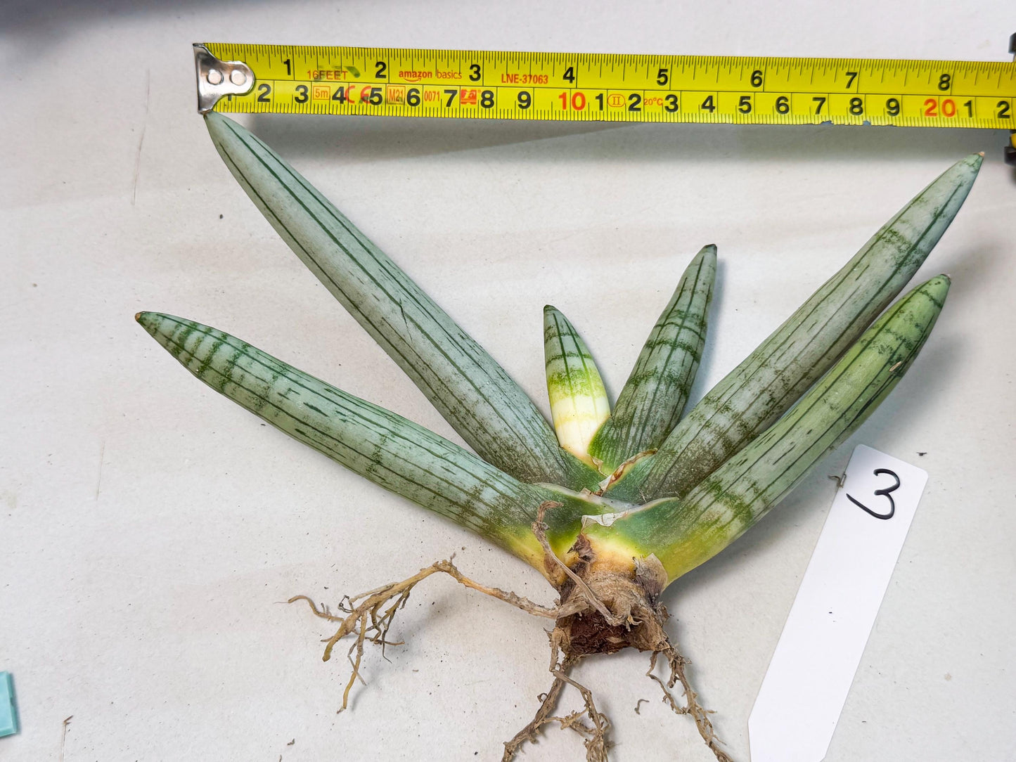 Sansevieria Silver Giant (o3) | Indoor Snake Plant
