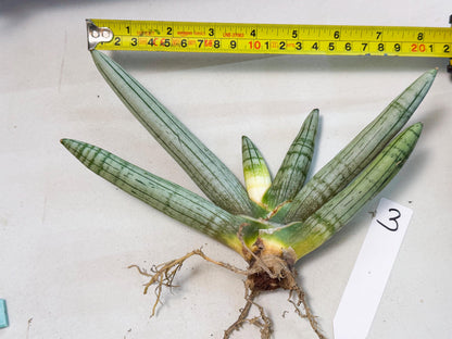 Sansevieria Silver Giant (o3) | Indoor Snake Plant