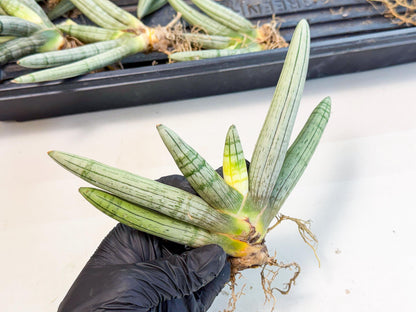 Sansevieria Silver Giant (o3) | Indoor Snake Plant