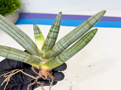 Sansevieria Silver Giant (o3) | Indoor Snake Plant