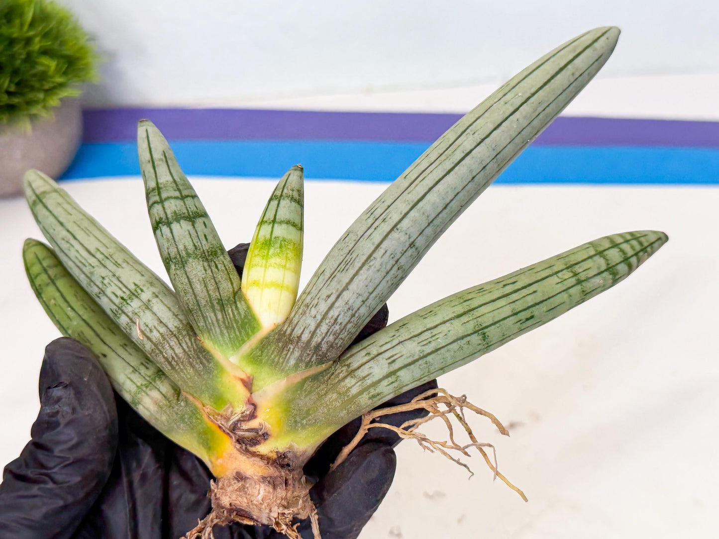 Sansevieria Silver Giant (o3) | Indoor Snake Plant