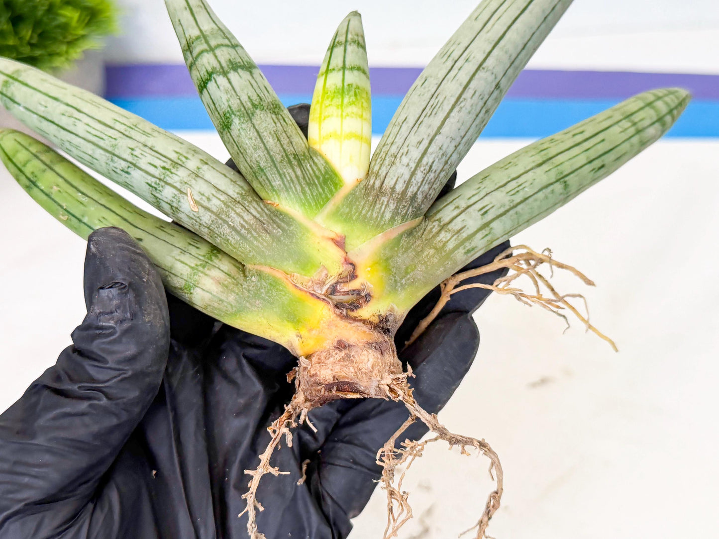 Sansevieria Silver Giant (o3) | Indoor Snake Plant