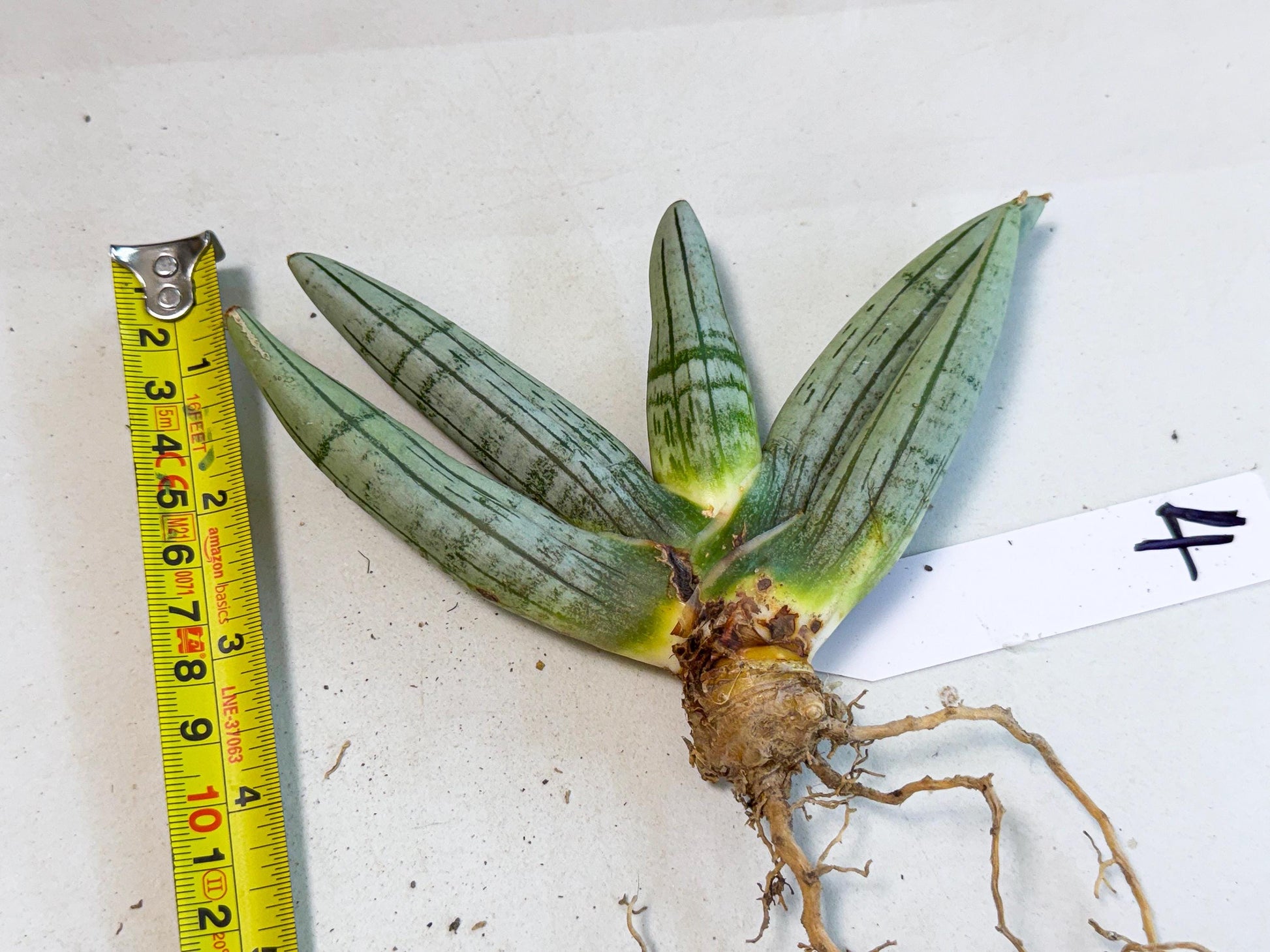 Sansevieria Silver Giant (4) | Indoor Snake Plant