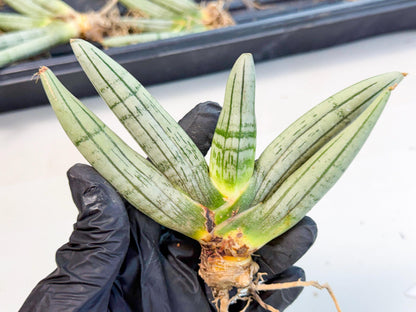 Sansevieria Silver Giant (4) | Indoor Snake Plant