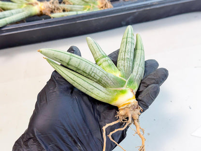 Sansevieria Silver Giant (4) | Indoor Snake Plant