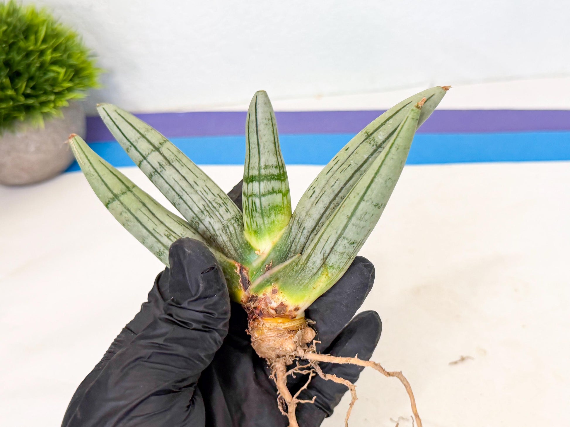 Sansevieria Silver Giant (4) | Indoor Snake Plant