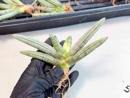 Sansevieria Silver Giant (5) | Indoor Snake Plant