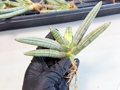 Sansevieria Silver Giant (5) | Indoor Snake Plant