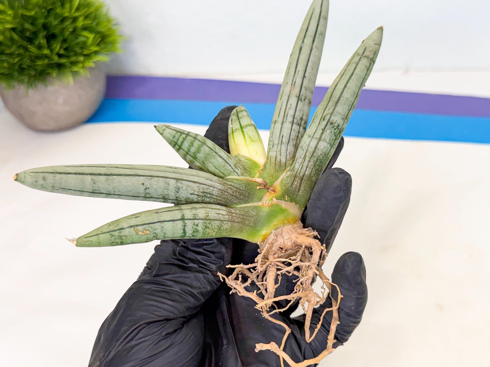 Sansevieria Silver Giant (5) | Indoor Snake Plant