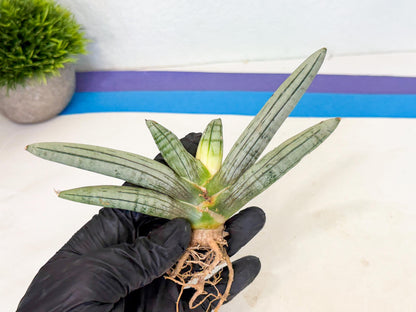 Sansevieria Silver Giant (5) | Indoor Snake Plant