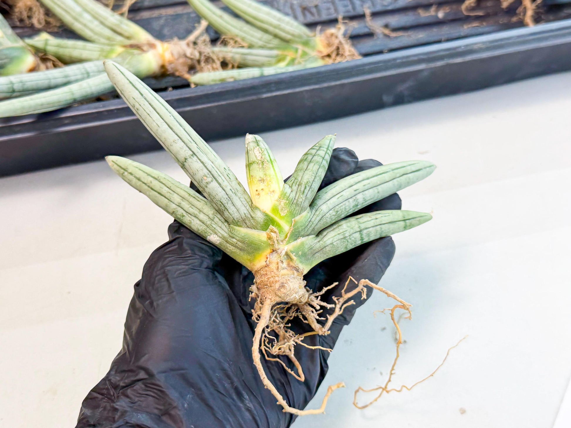 Sansevieria Silver Giant (5) | Indoor Snake Plant